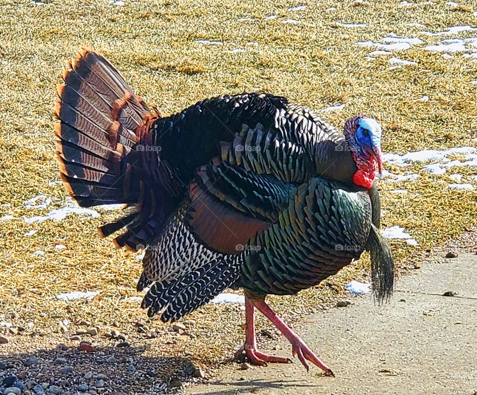 A Turkey all feathered out and strutting his stuff.