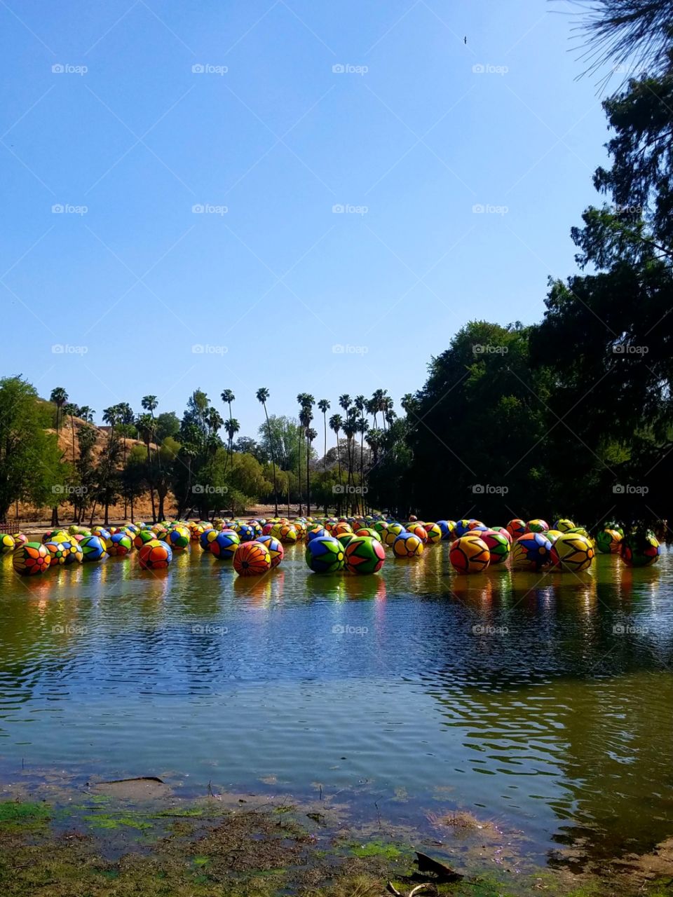 floating colored flower balls on lake in riverside California at Fairmount park