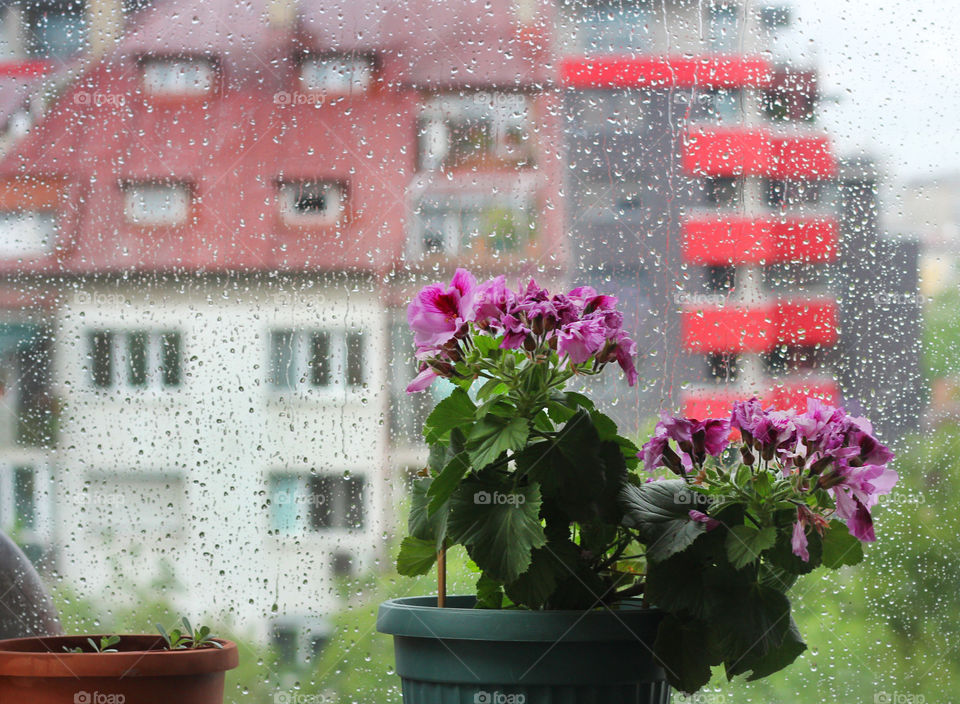 Potted flower at my windowsill, it's raining outside