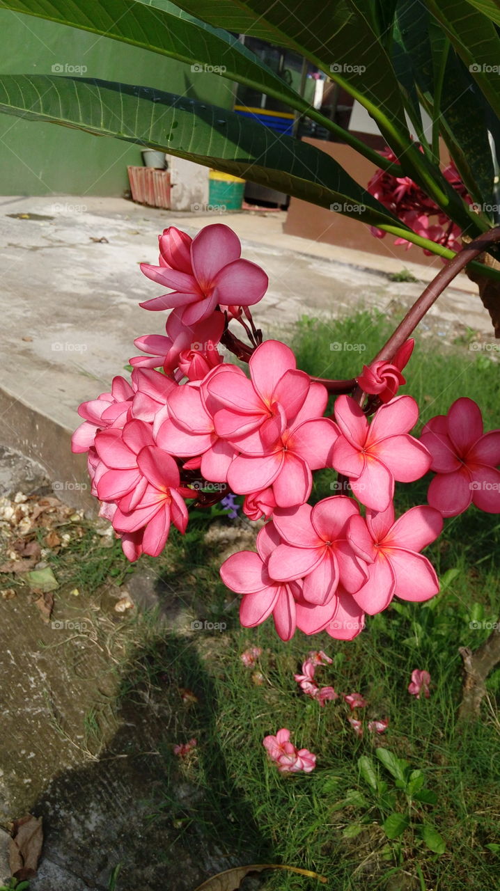 flower on the way home