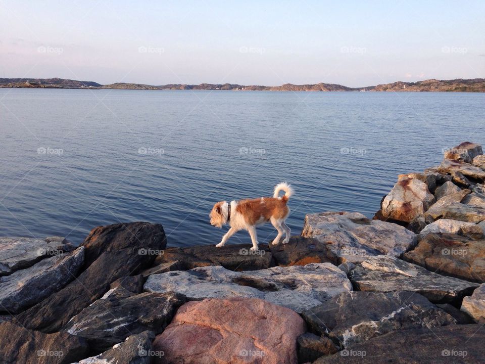 Dog by the Sea 