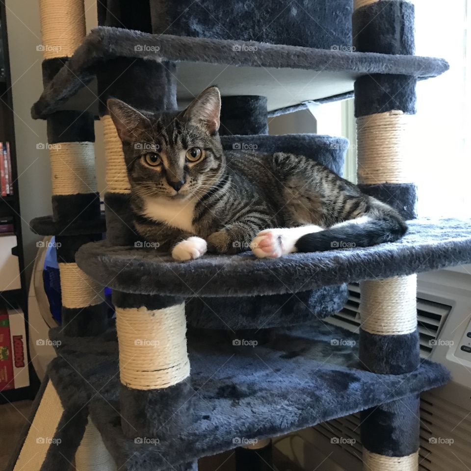 Tabby cat laying on a cat tree. 
