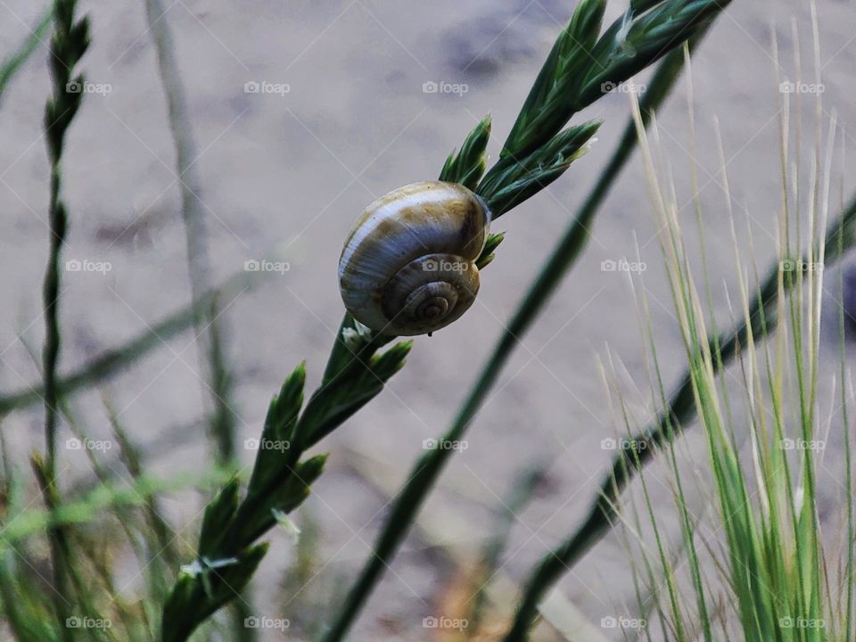 Macro photo of a snail on the grass