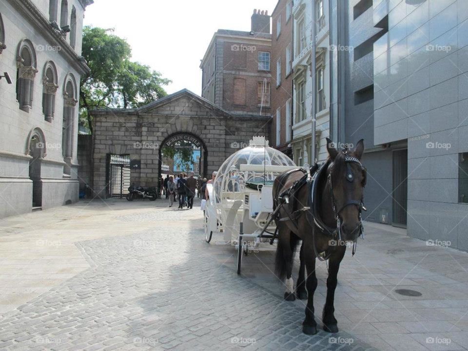 Horse carriage in urban city 
