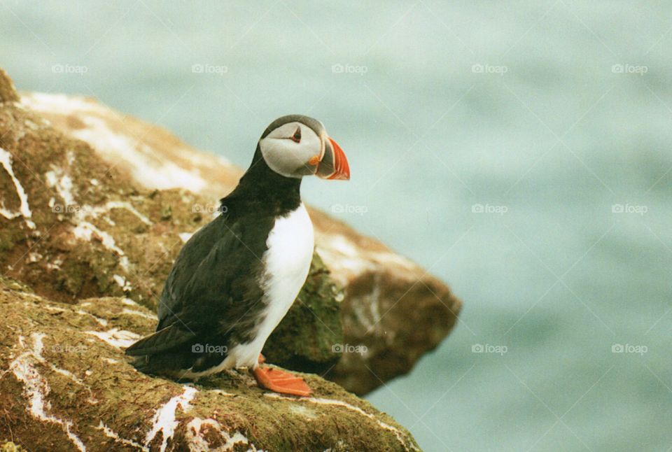 Icelandic Puffin