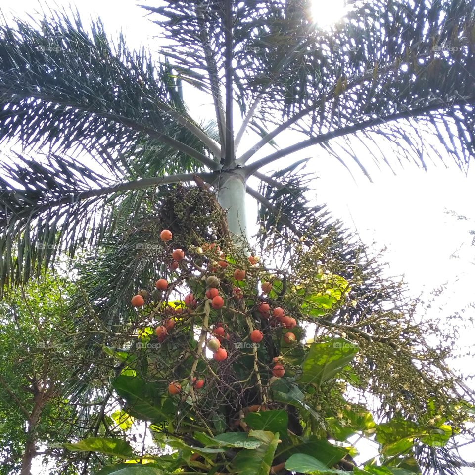 Palm tree on the park