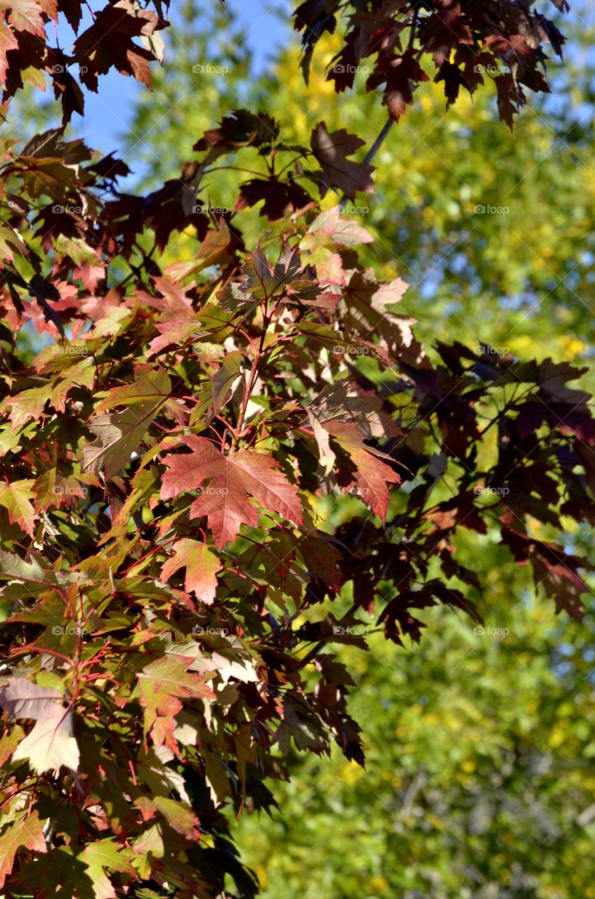 Maples Changing