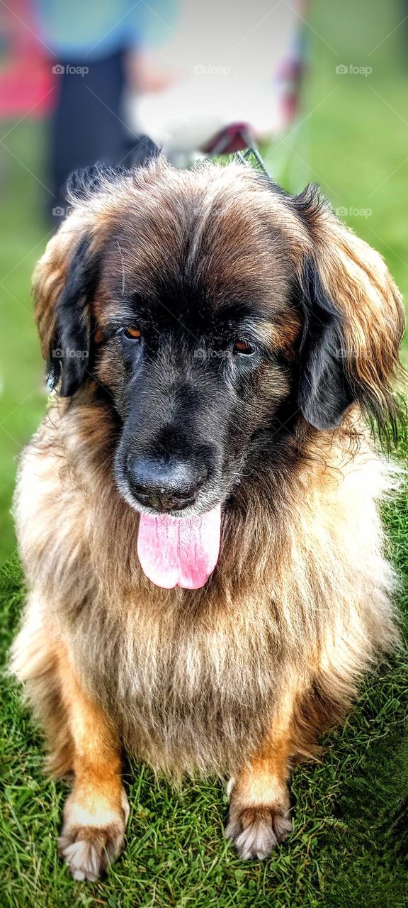 Beautiful Brown Dog