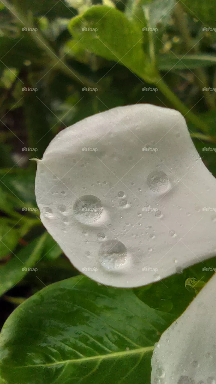 best photo of wallpaper flower