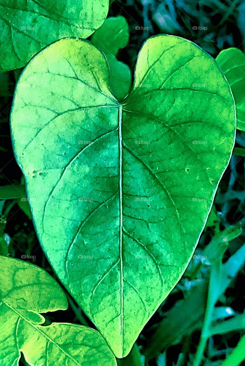 Heart shaped leaf
