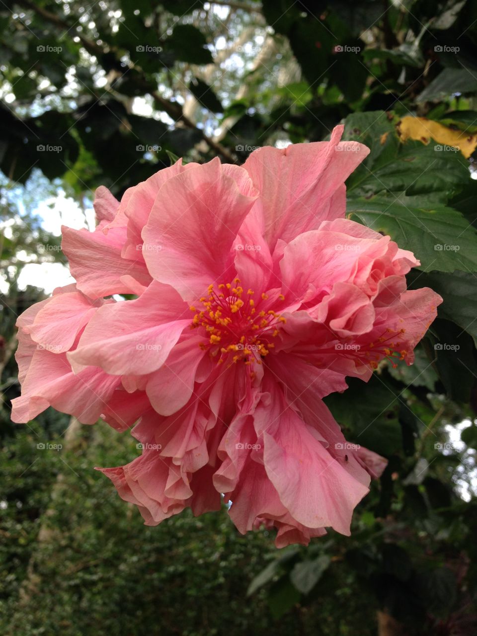 Pink flowers