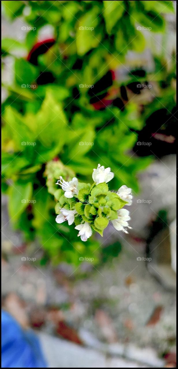 Lemonbasil tree use to make herbal medicines in Maldives...
