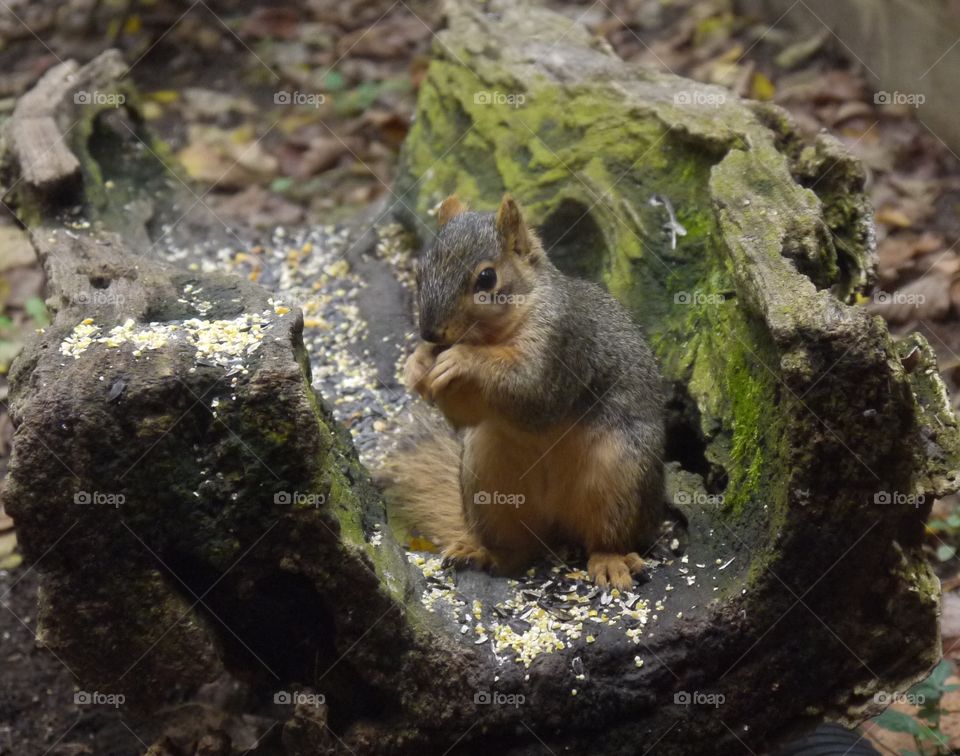 Squirrel in an Indiana nature park.