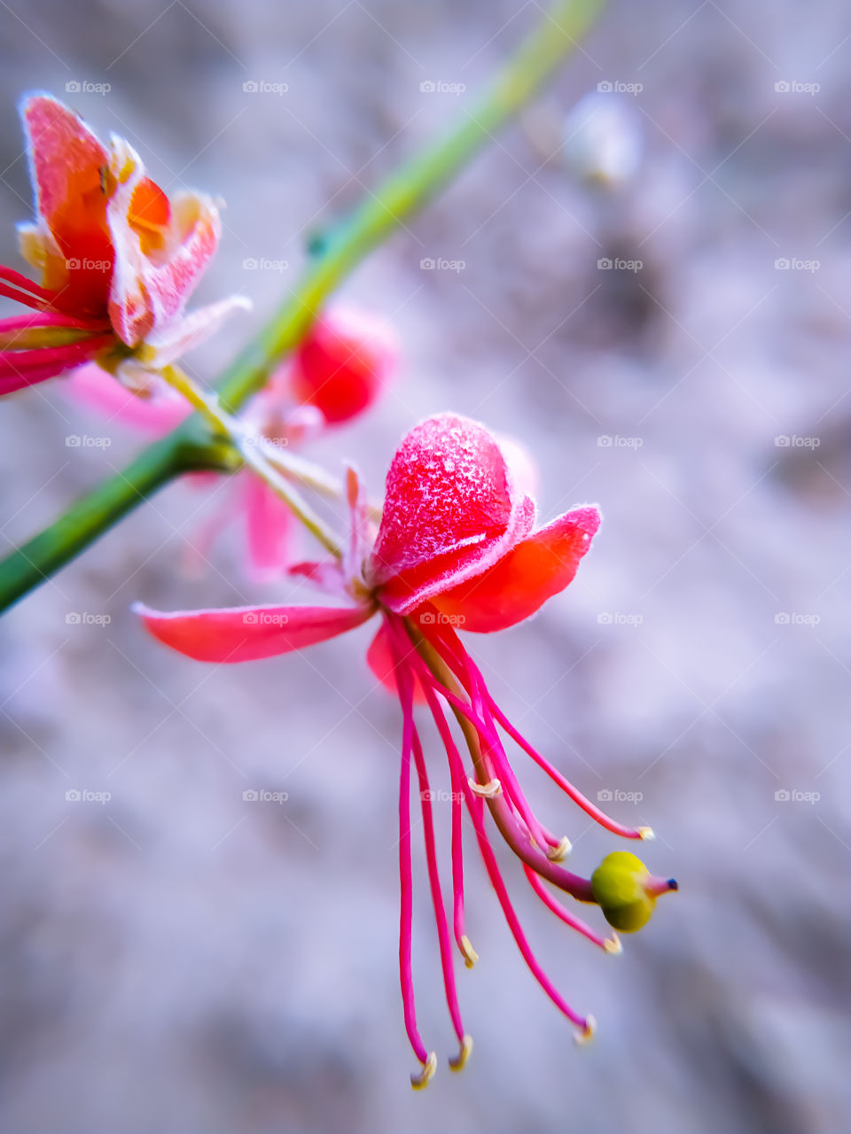 close up of capparis decidua flowering plant