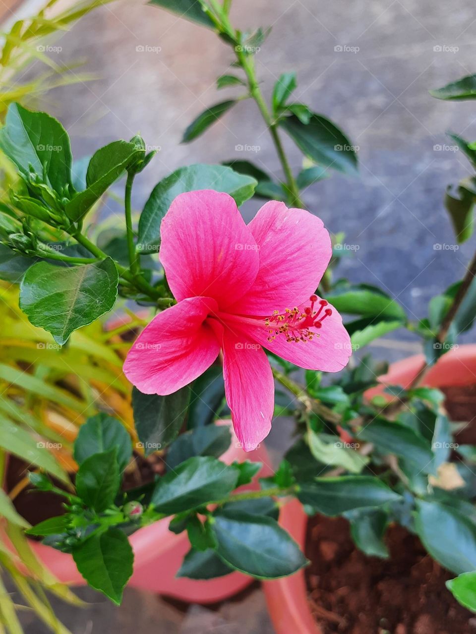 Beautiful Flower 🌺 Natural picture,