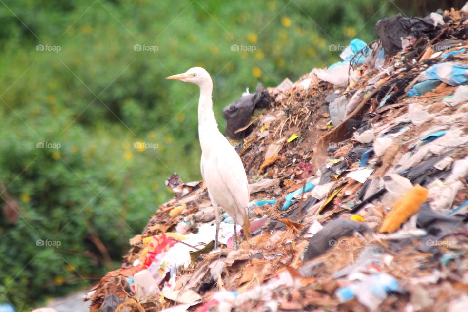 Stork on the trash