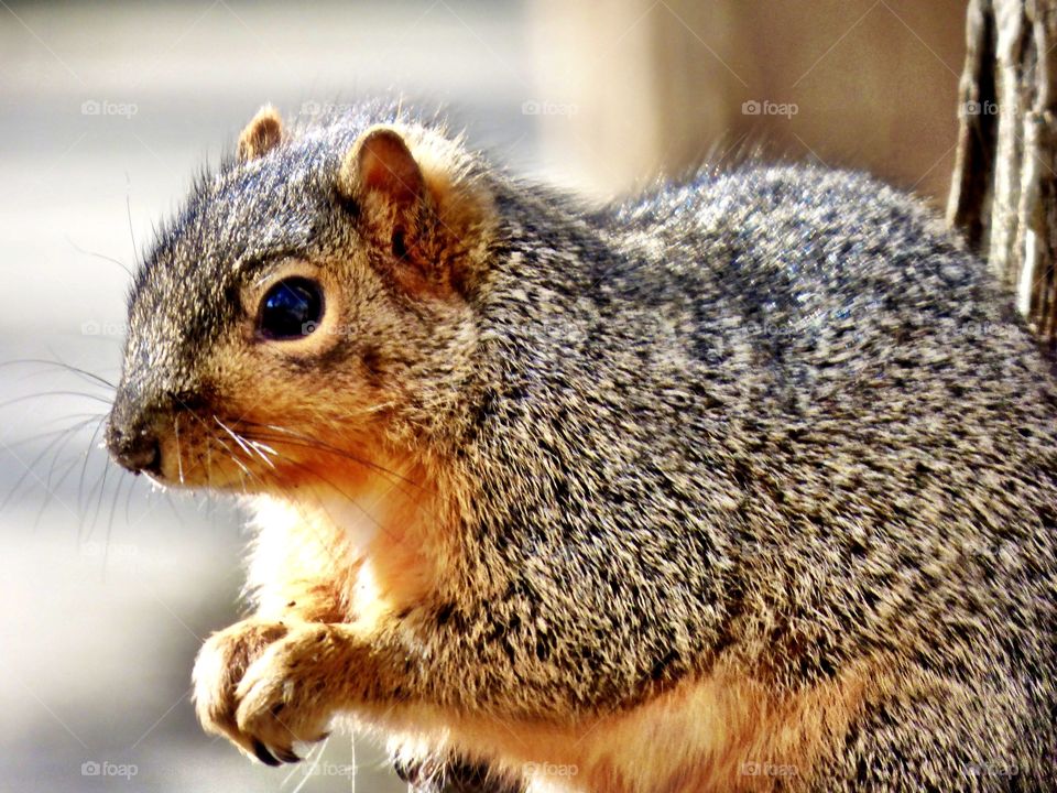 Cute fat squirrel in Potters bridge park in Indiana. 