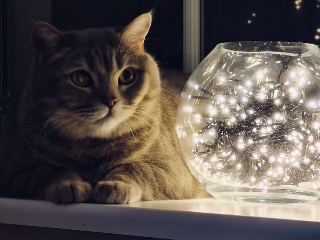 A cat lying on the windowsill and illuminated by a garland in a vase