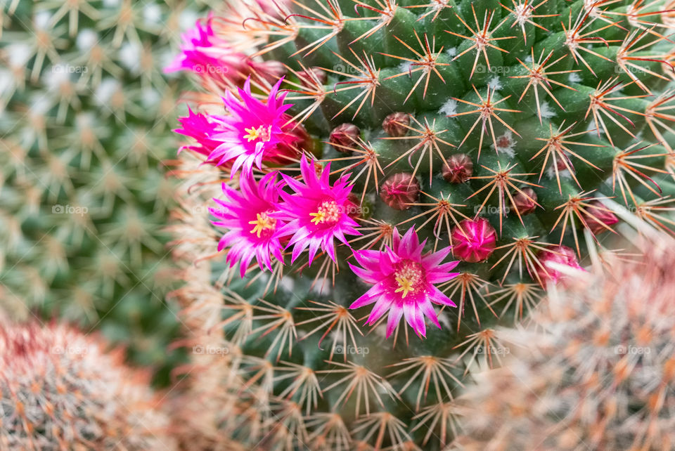 Cute pink cactus flower