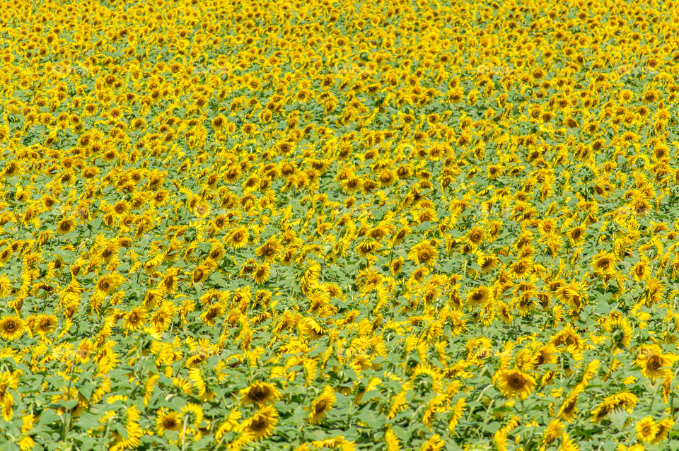 Full frame of sunflowers field