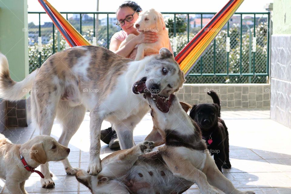 A big happy puppy family. The more puppies you have, the happier your are.