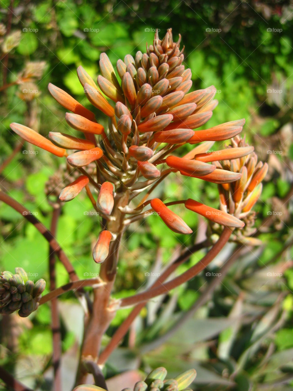 Flower. Flower, taken in west palm beach, Florida.