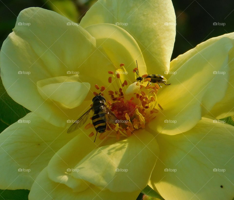 Honey bee on a flower