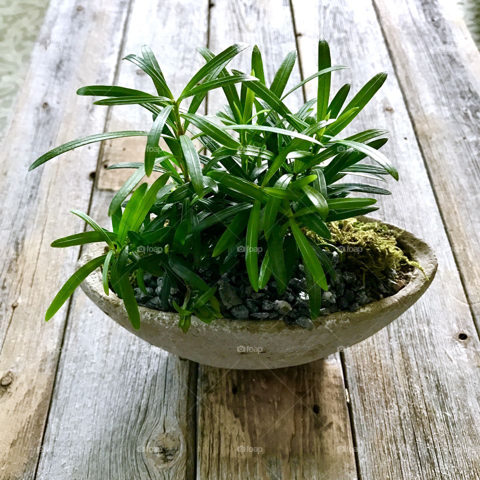 Close-up of a plant