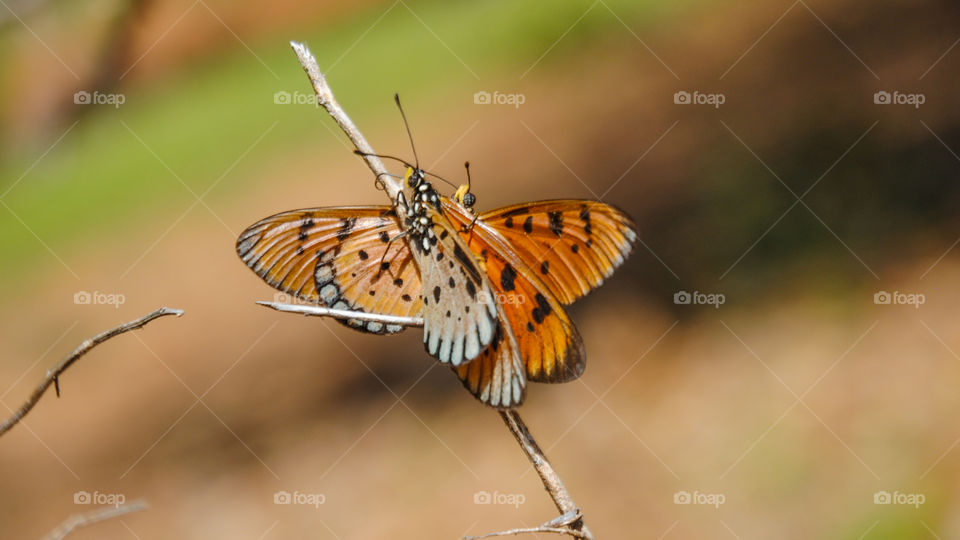 Close-up of butterfly on twig