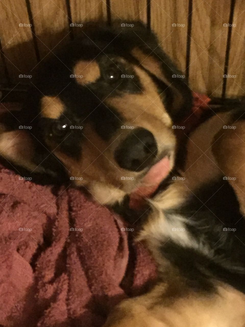 Silly puppy always has his tongue peeking out!