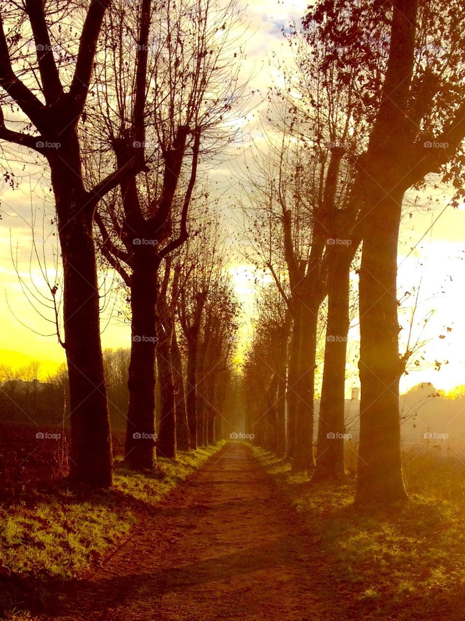 avenue of plane trees