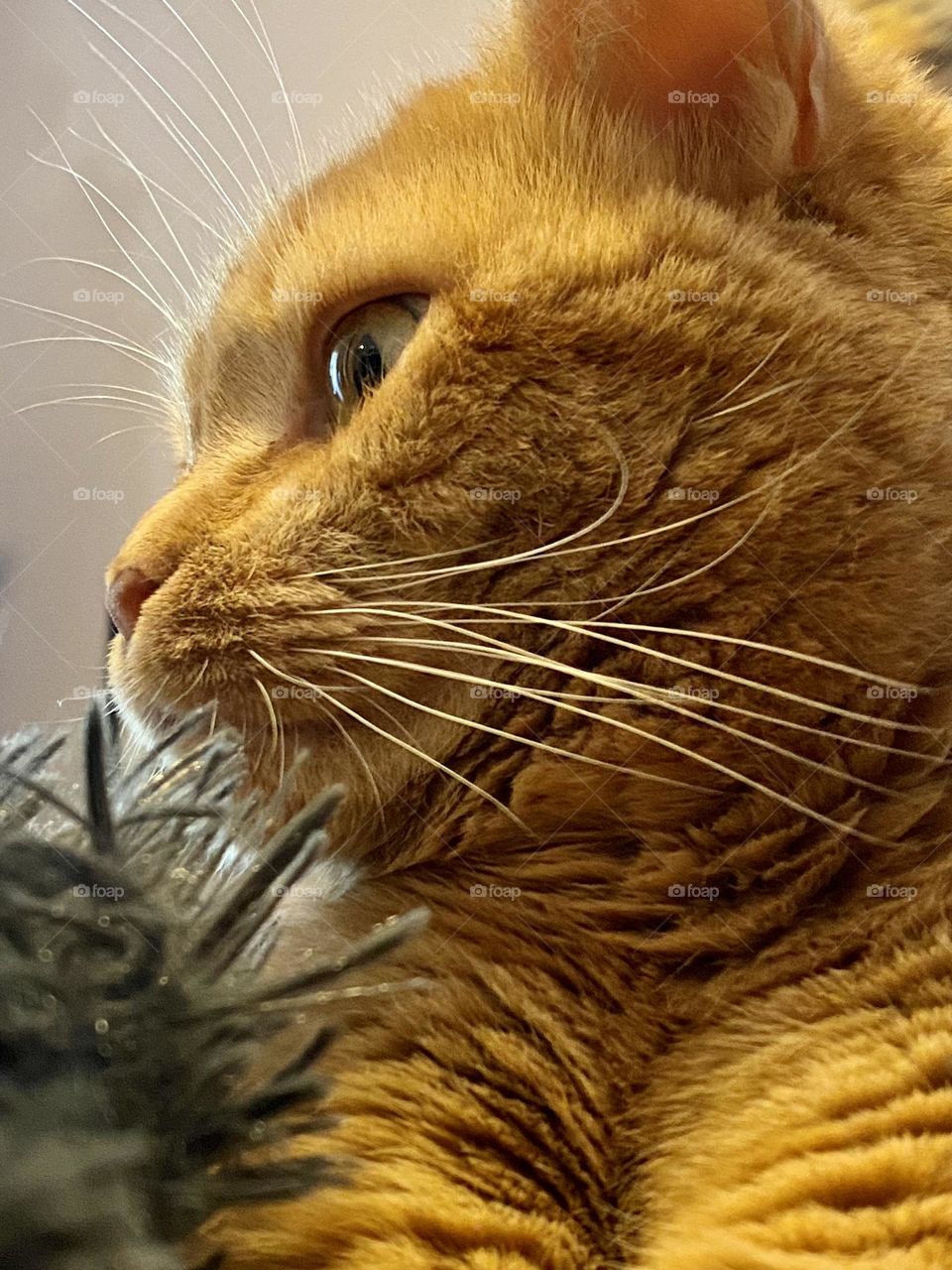 Profile of an orange tabby cat sitting on a blanket 