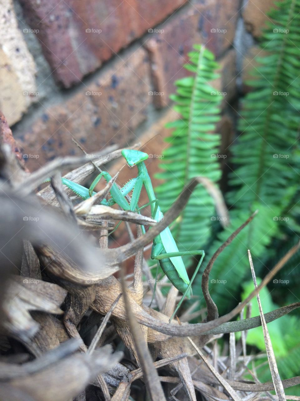 Mantis watching me as I take pictures. 