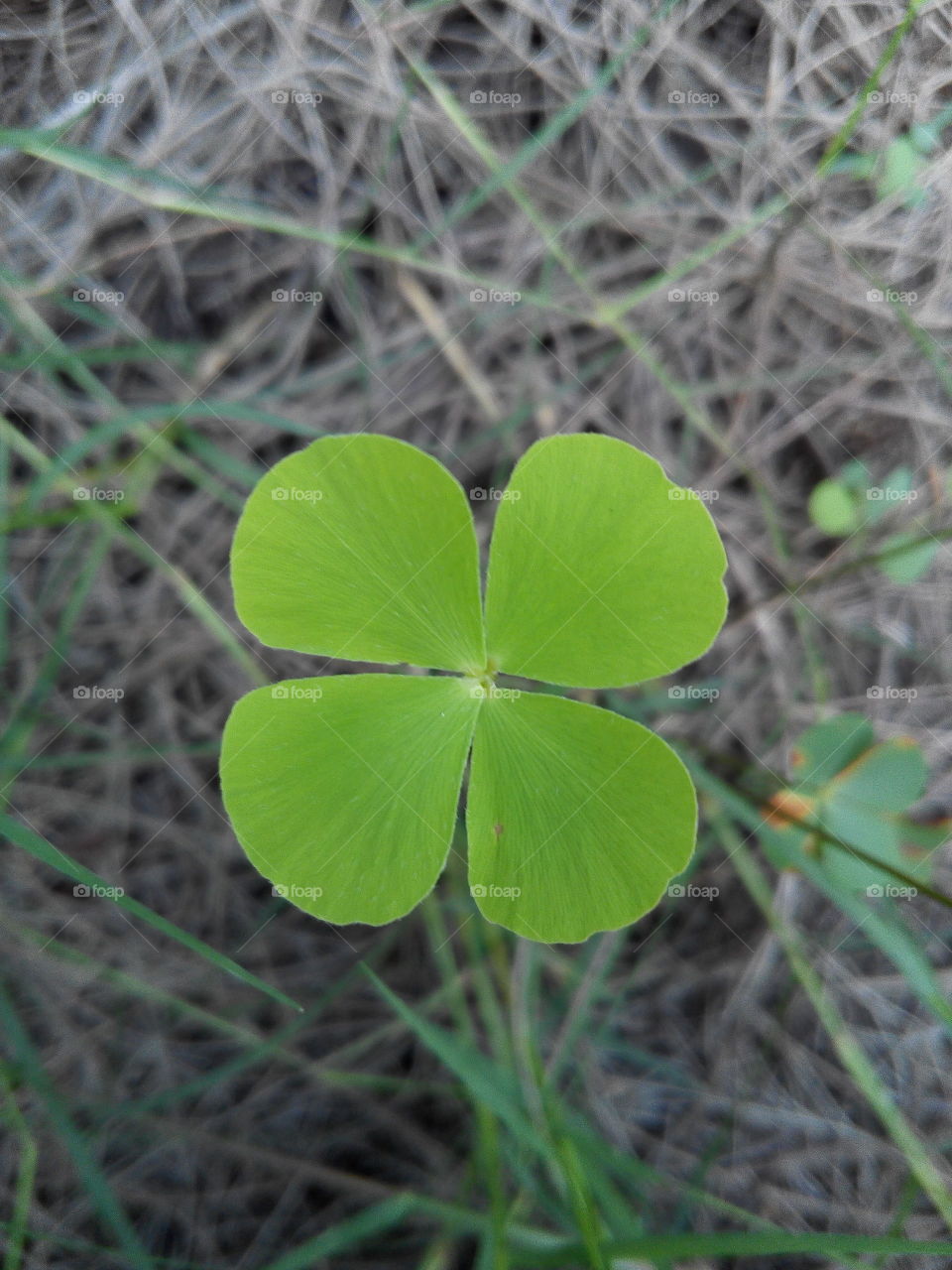 wild  leaf