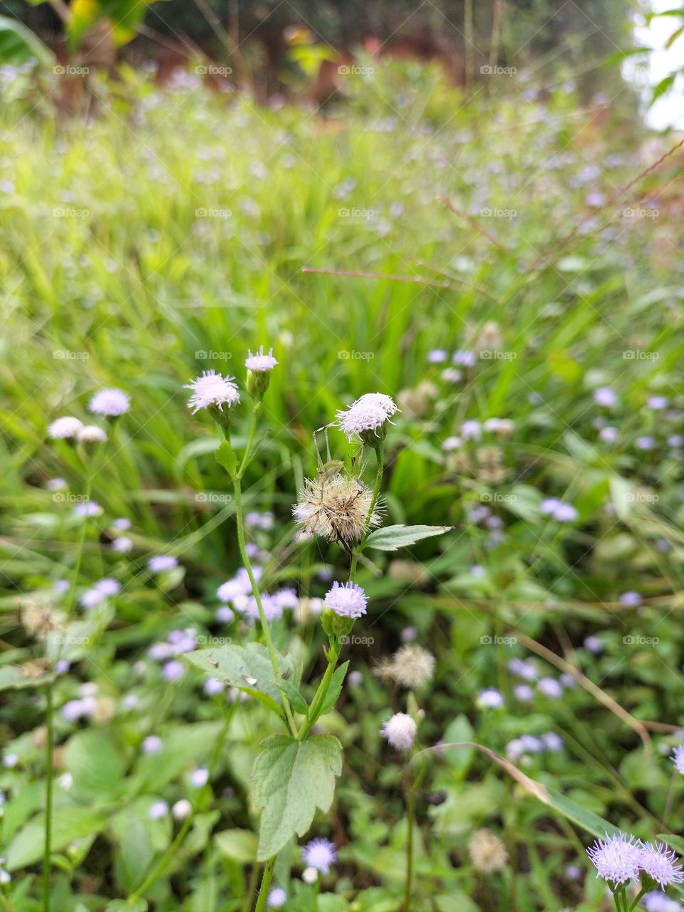 photo of flowering weeds