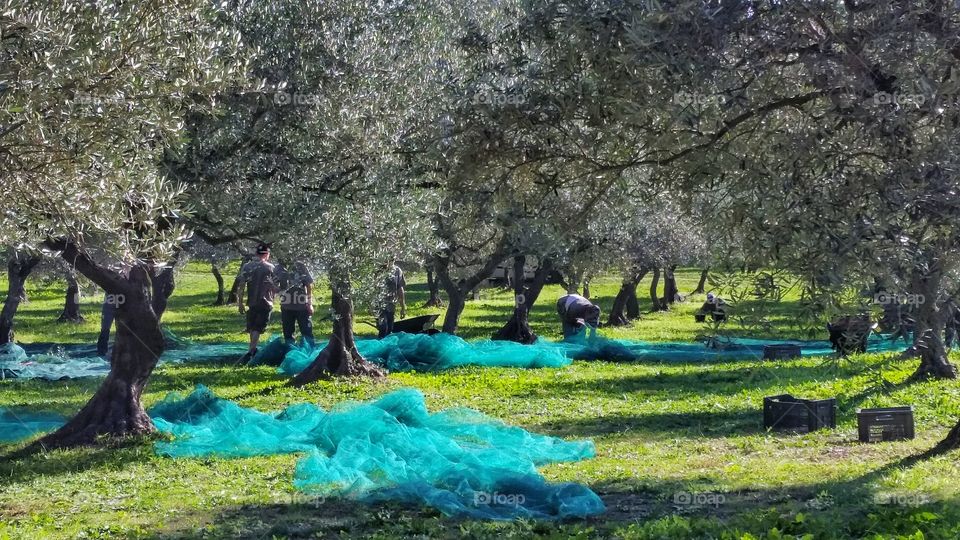 Harvesting olive trees