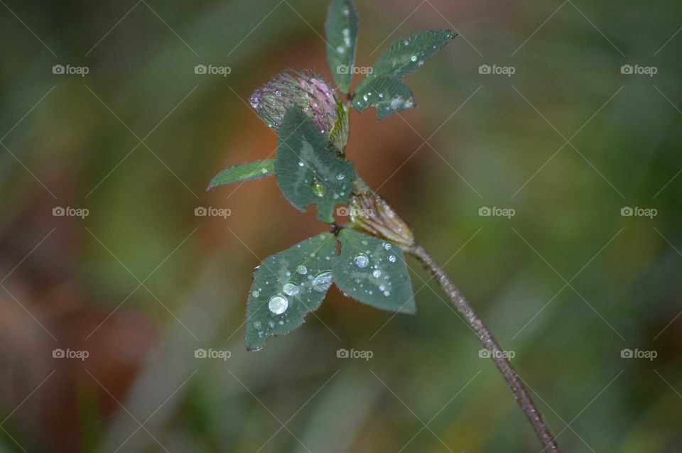 Dew drops on the leaves