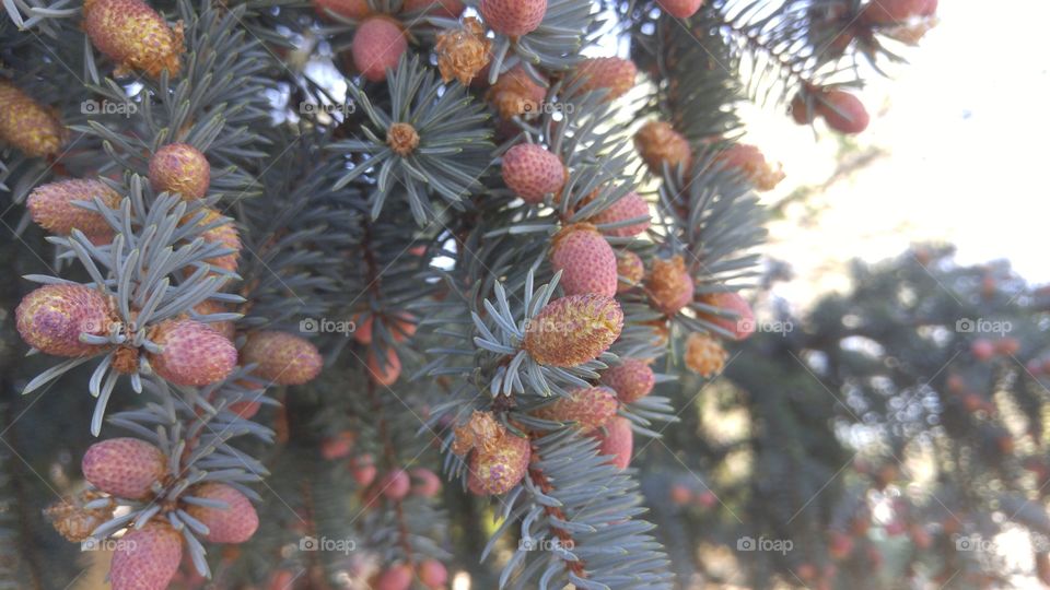 baby pine cones