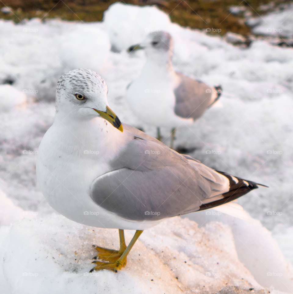 snow winter hungry seagulls by delvec