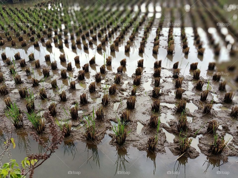 ricefield