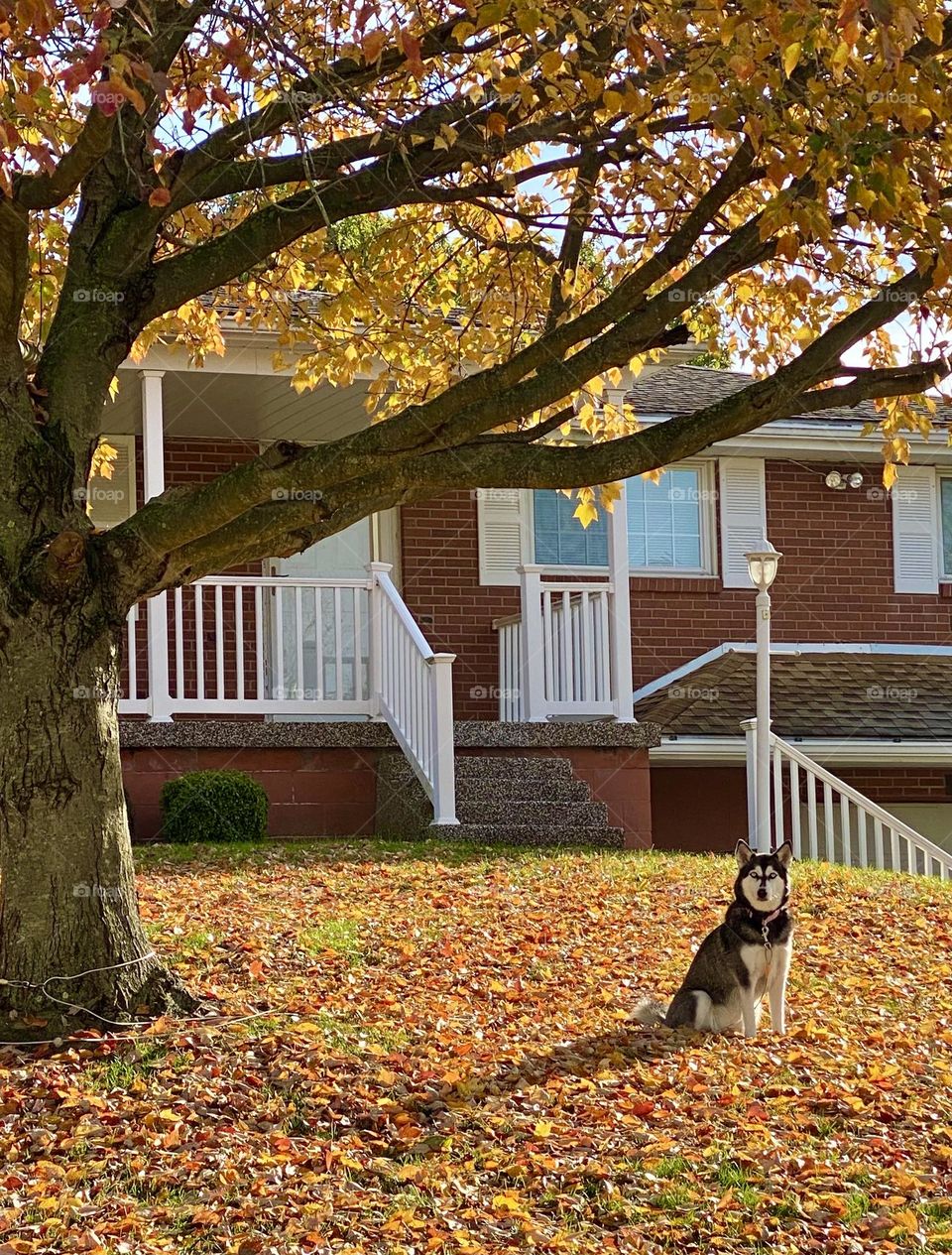 Husky sitting in leaf covered yard during autumn