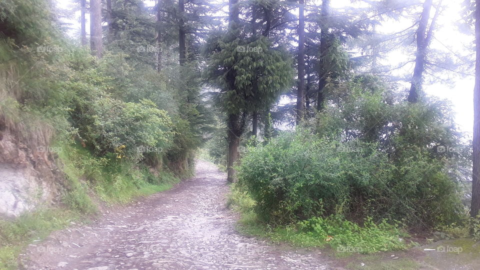 Tree, Landscape, Wood, Road, Nature