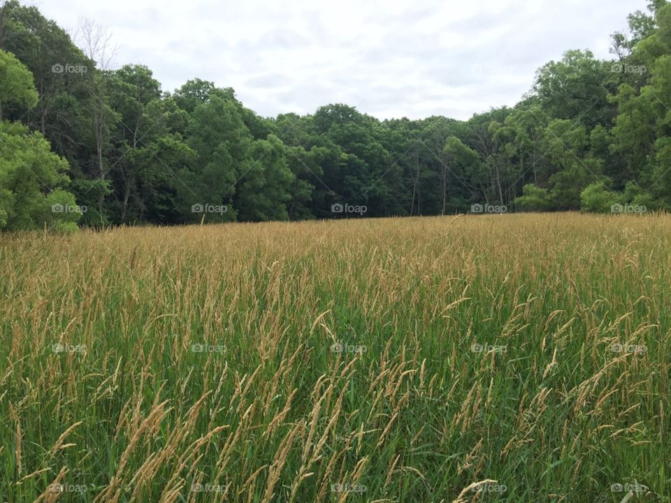 Wild grass growing in a field in the countryside , Indiana.