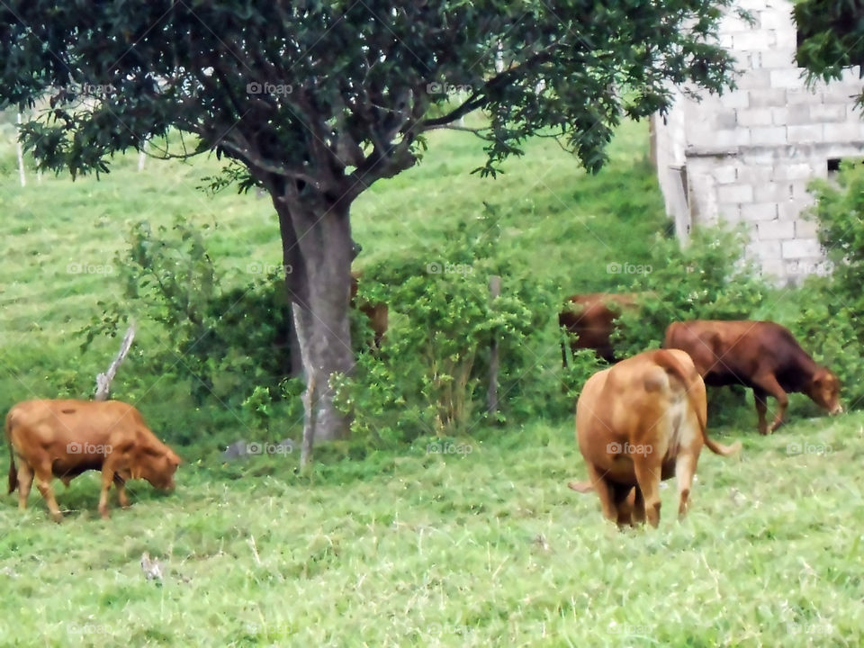 Cows In Pasture