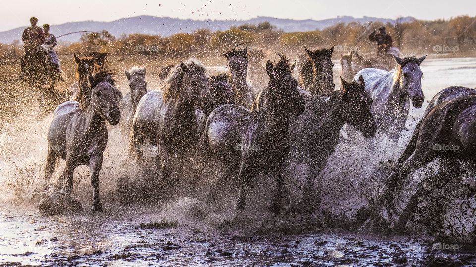 horses running in the river