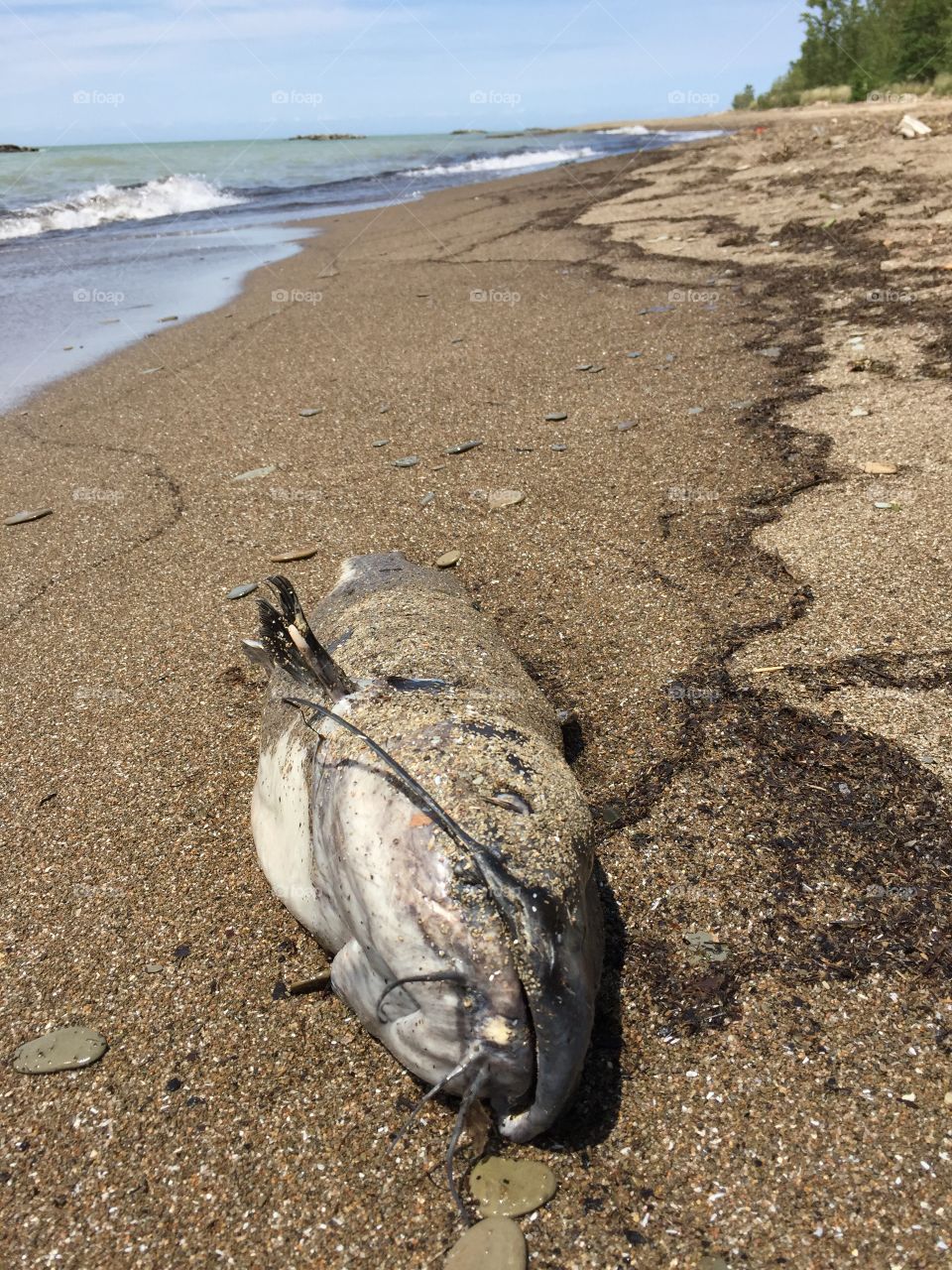 Big dead fish on the beach