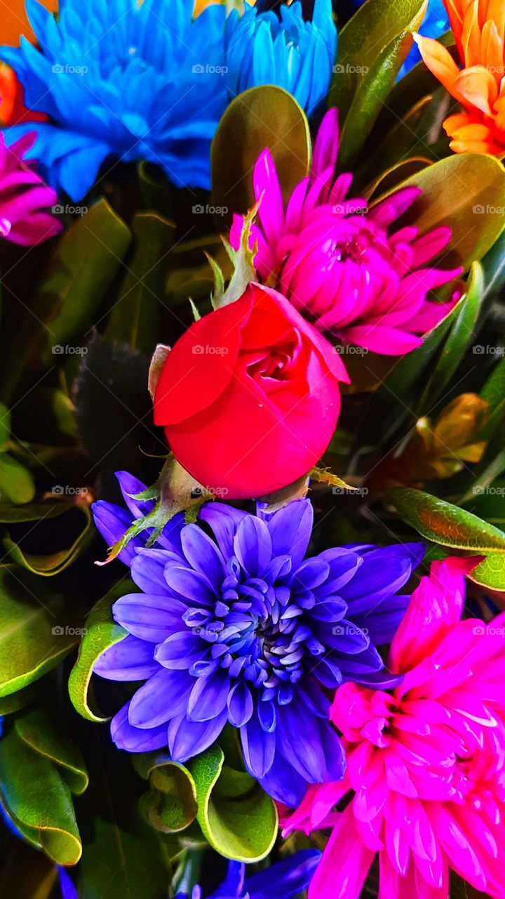 Beautiful flowers,roses,daisies,colorful,nature,pink,rose,red,floral,decoration,nature