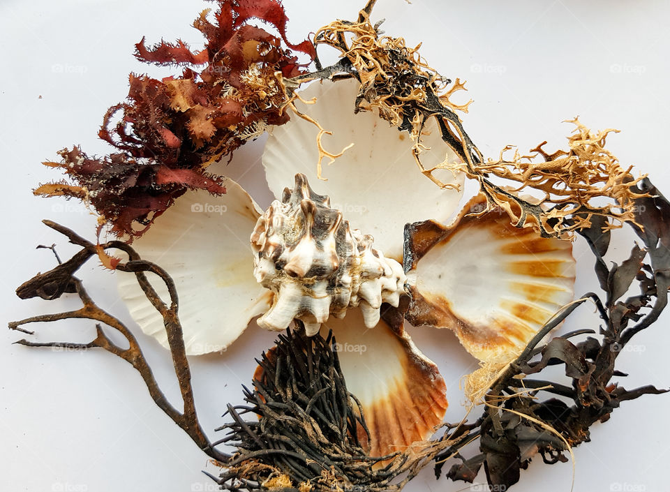 Close-up of shells and seaweed on a white background