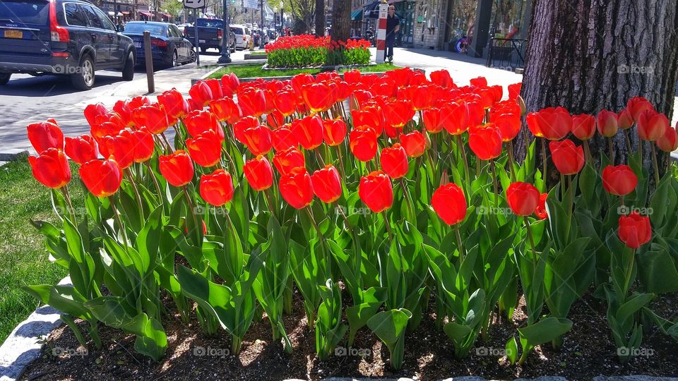 Tulips