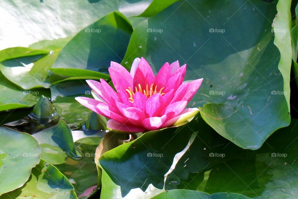 Pink Water Lily Bloom